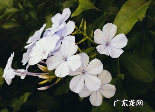 蓝雪花的样子和特点描写