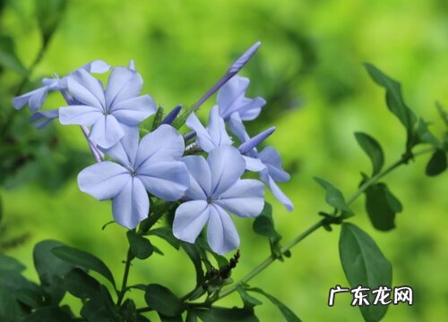 蓝雪花的样子和特点描写