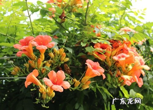 凌霄花是什么颜色的