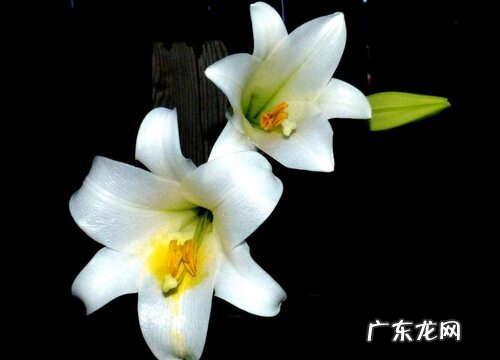 香水百合能养多久