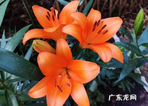 香水百合能养多久