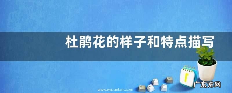 杜鹃花的样子和特点描写