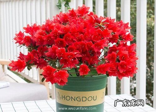 杜鹃花的样子和特点描写