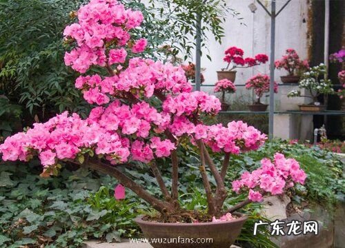 杜鹃花的样子和特点描写