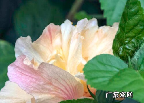 芙蓉花的样子和特点描写