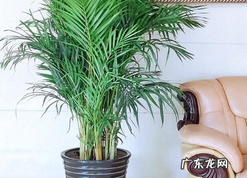 凤尾竹的样子和特点描写