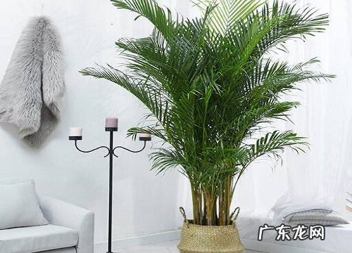 凤尾竹的样子和特点描写