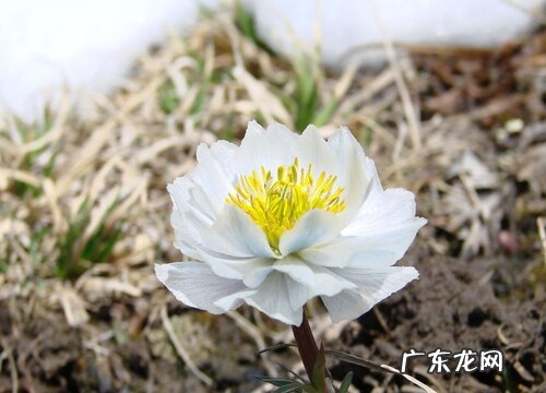 形状特点及图片 雪莲花长什么样子