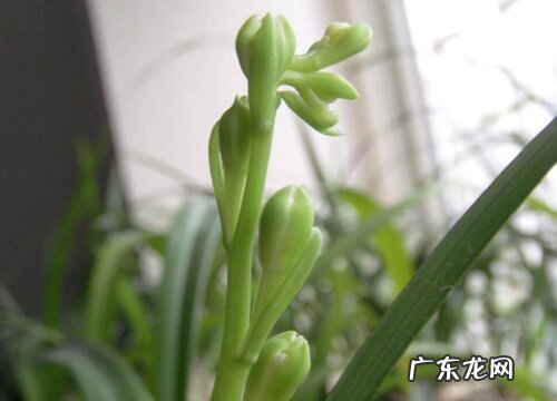 高档花卉有哪些