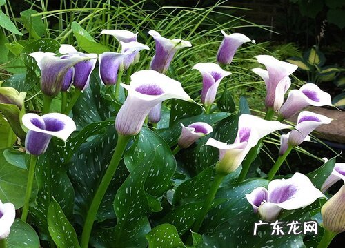 高档花卉有哪些