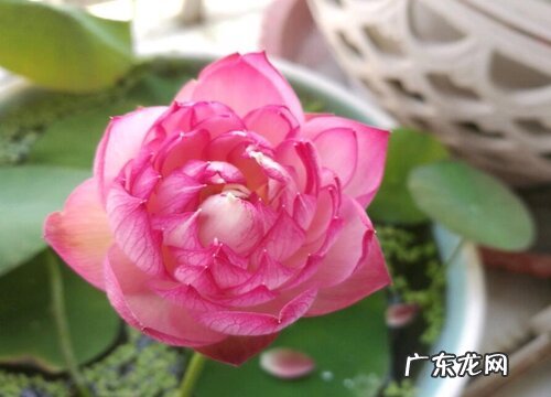 高档花卉有哪些