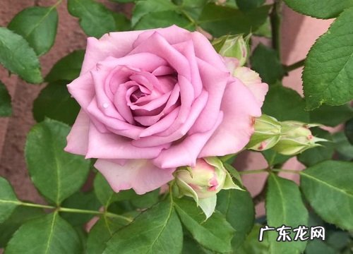 形状特点及图片 蔷薇长什么样子