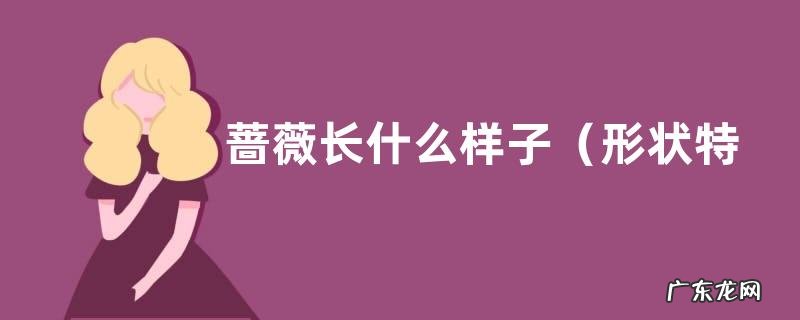 形状特点及图片 蔷薇长什么样子