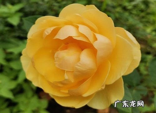 形状特点及图片 蔷薇长什么样子