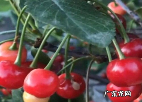 形状特点及图片 樱桃长什么样子
