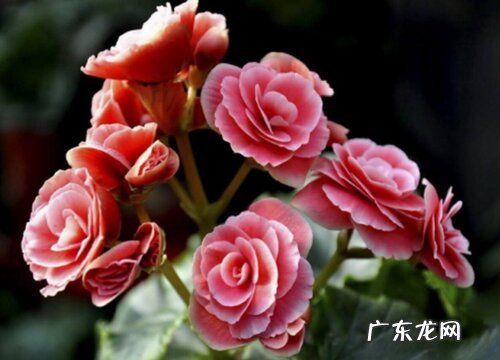 海棠花怎么养家庭养法 家里养殖方法