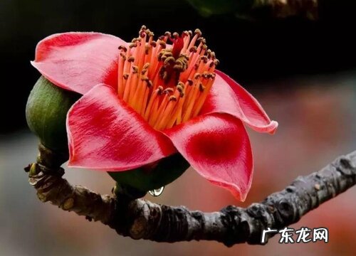 木棉花的样子和特点描写