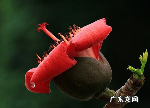 木棉花的样子和特点描写