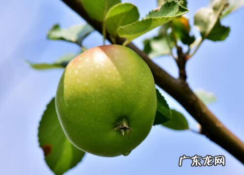 苹果树的样子和特点描写