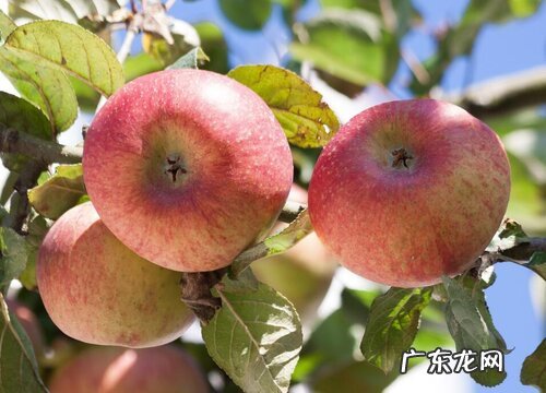 苹果树的样子和特点描写