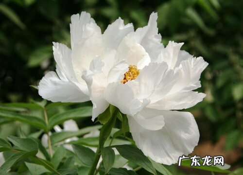 白牡丹的样子和特点描写