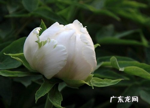 白牡丹的样子和特点描写