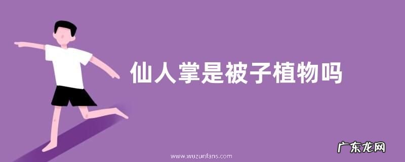 仙人掌是被子植物吗