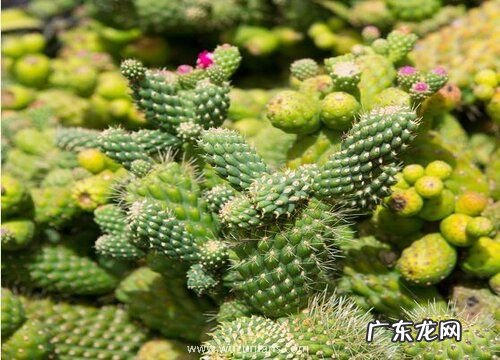 仙人掌是被子植物吗