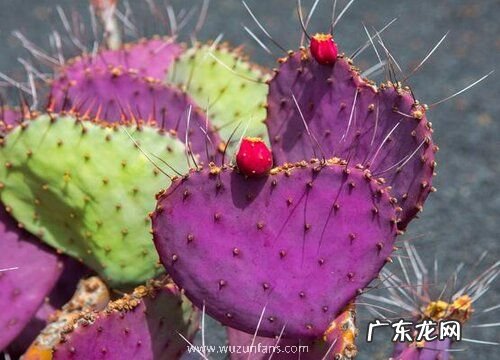 仙人掌是被子植物吗