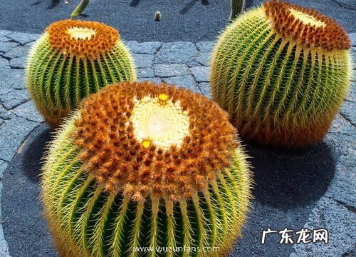 仙人掌是被子植物吗