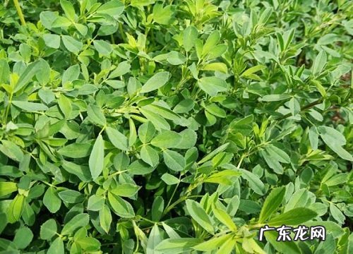 形状特点及图片 苜蓿长什么样子