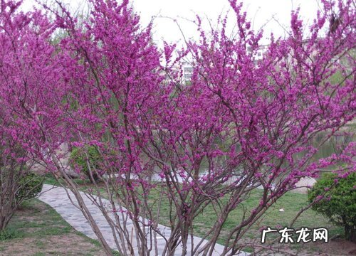 形状特点及图片 紫荆花长什么样子