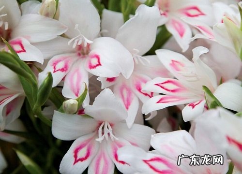 球根花卉有哪些