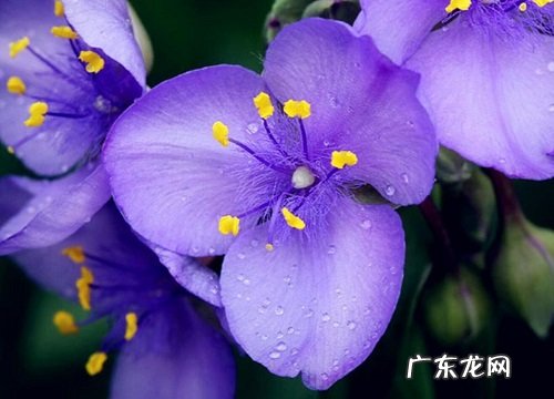 形状特点及图片 紫罗兰花长什么样子