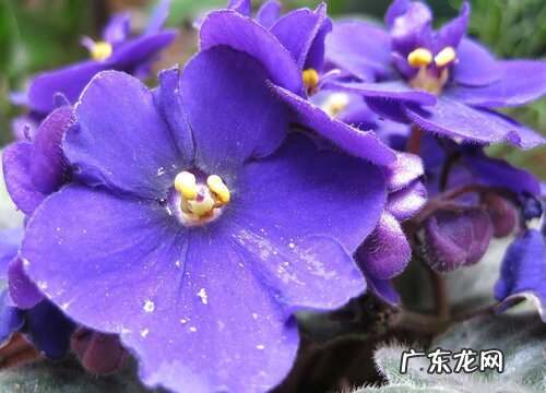 形状特点及图片 紫罗兰花长什么样子