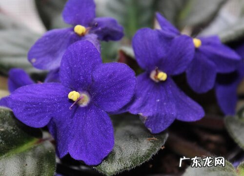 形状特点及图片 紫罗兰花长什么样子