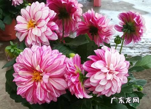 大叶花卉有哪些