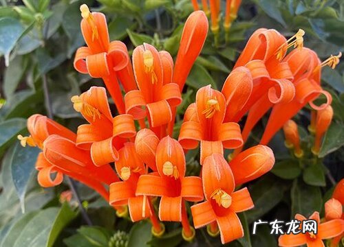 冬季室内花卉有哪些