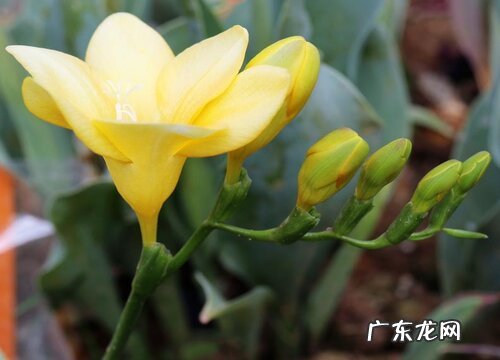 冬季室内花卉有哪些