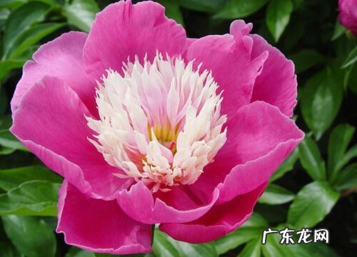 北方耐寒的花卉有哪些