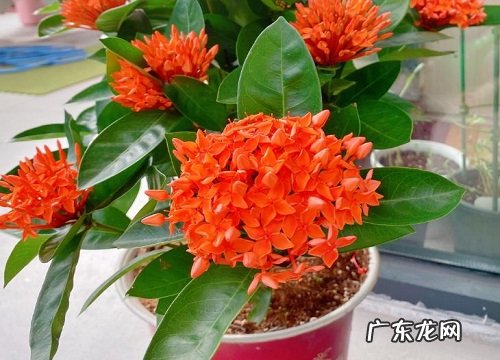 室外四季开花的植物花卉有哪些