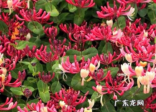 室外四季开花的植物花卉有哪些