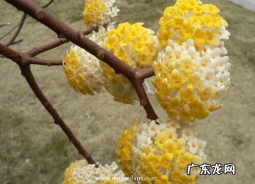 结香树怎么养长的好