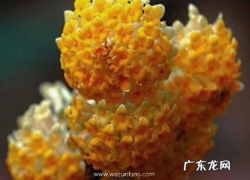 结香树怎么养长的好