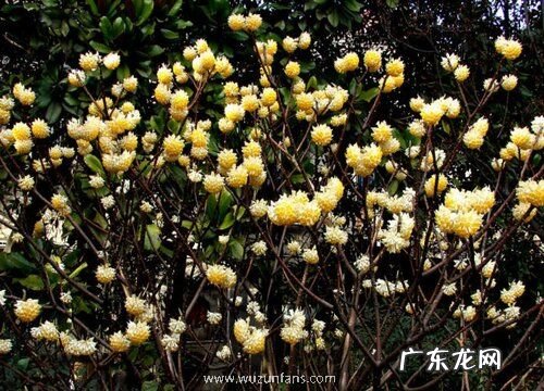 结香树怎么养长的好