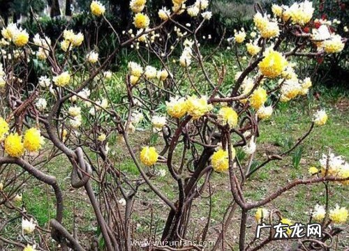 结香树怎么养长的好