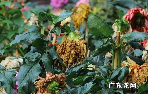 大丽花病毒病症状与防治方法