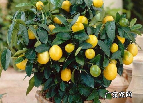 金桔树剪枝的最佳时间 怎么剪枝最好