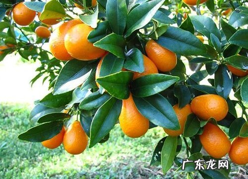 金桔树剪枝的最佳时间 怎么剪枝最好