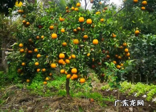 金桔树剪枝的最佳时间 怎么剪枝最好